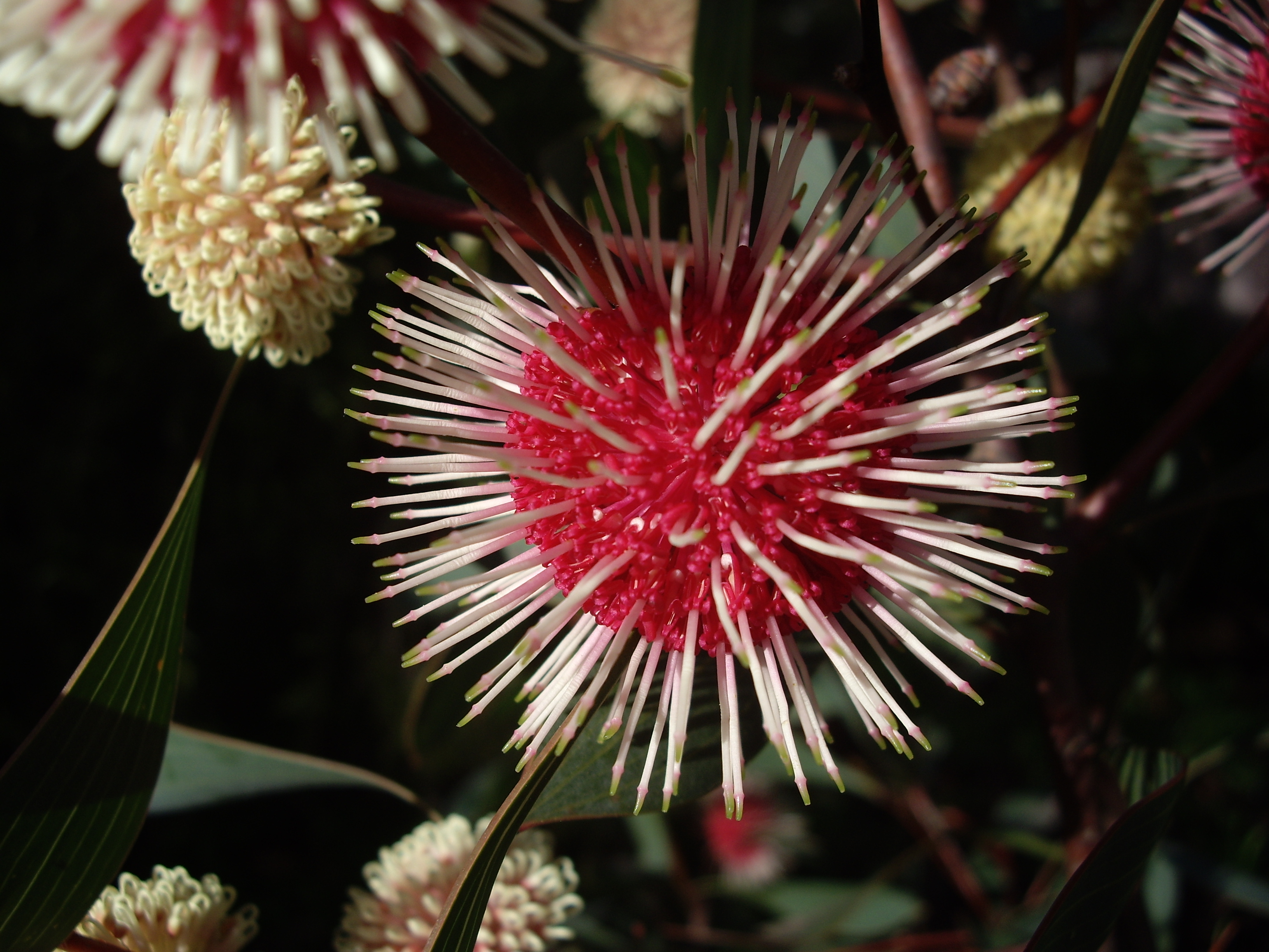 Hakea laurina Oz Trees Native Plant Nursery