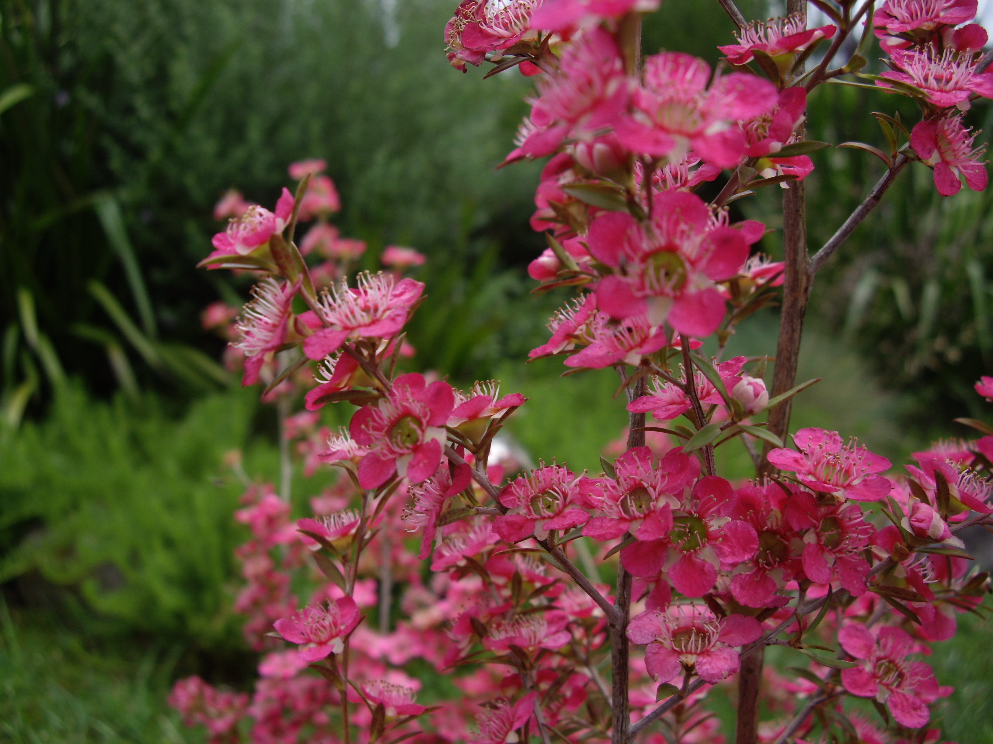 leptospermum-scoparium-rosea-manuka-honey-teatree-oz-trees-native-plant-nursery