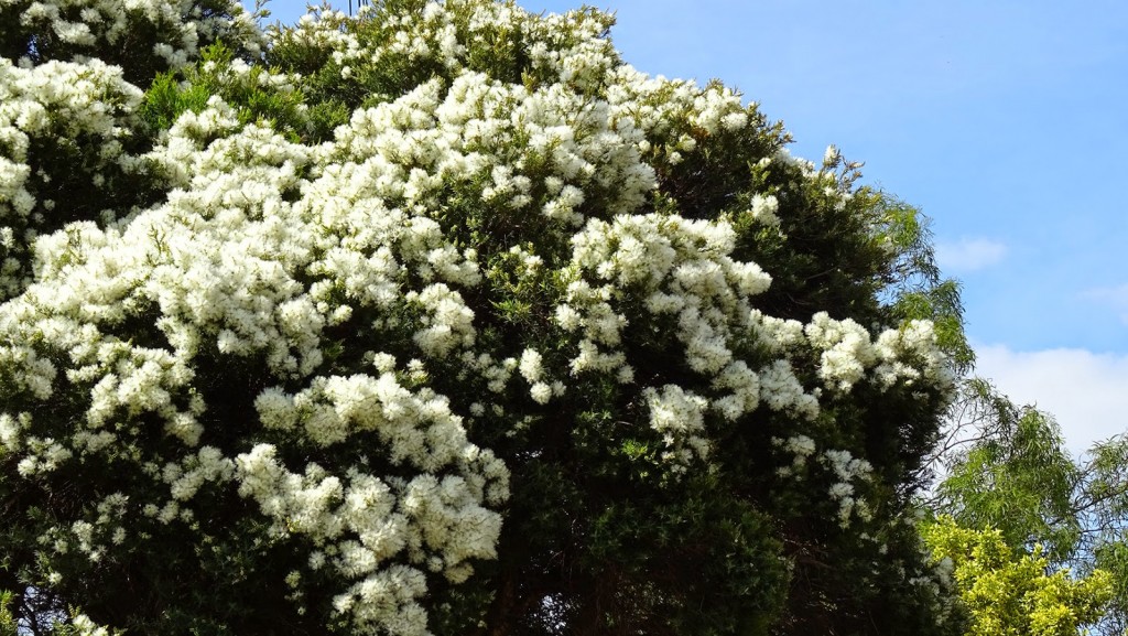 melaleuca-linariifolia-snow-in-summer-oz-trees-native-plant-nursery