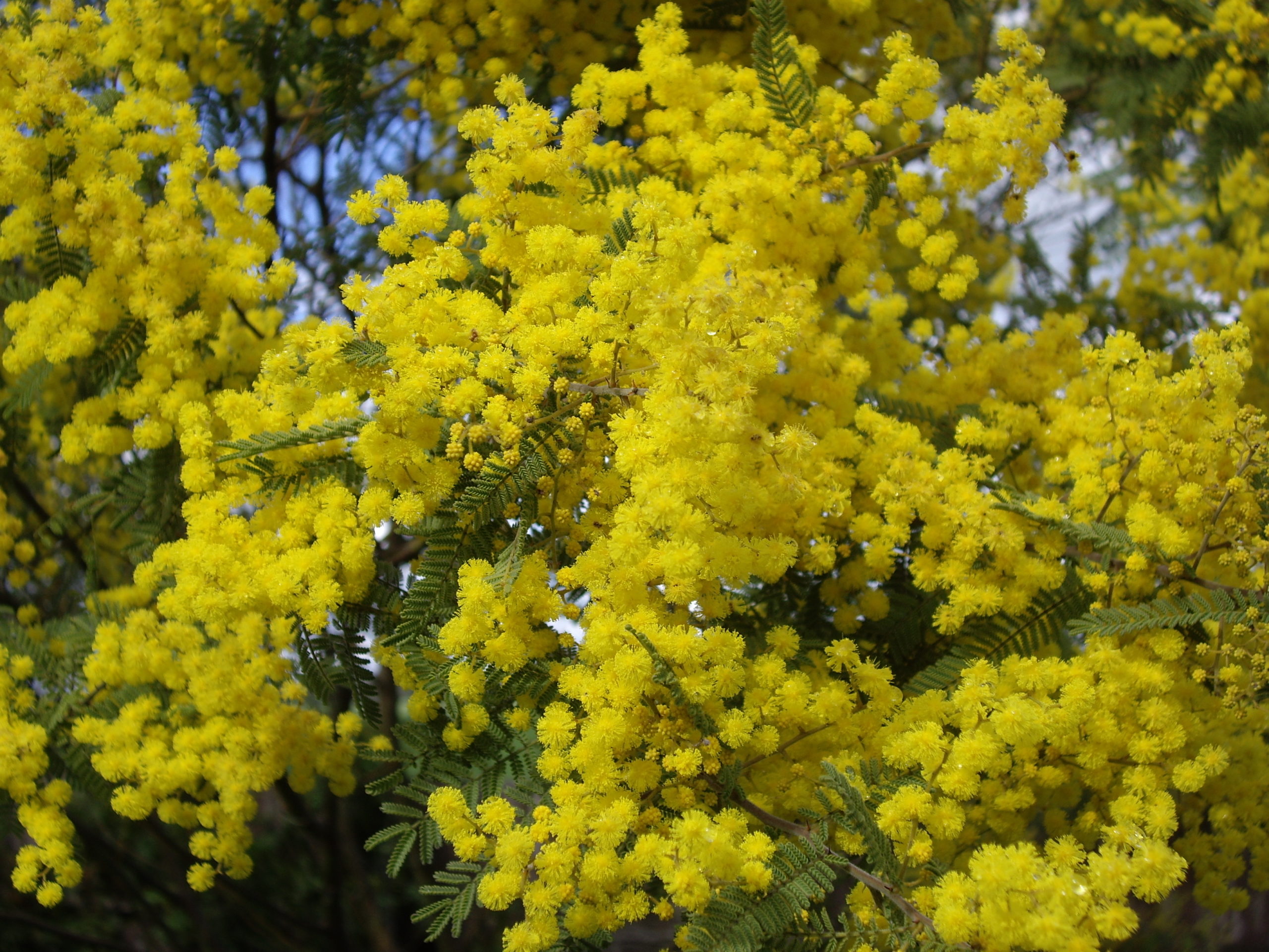 Acacia cardiophylla flower - Oz Trees