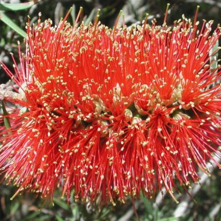 Callistemon citrinus - Crimson Bottlebrush - Oz Trees - Native Plant ...