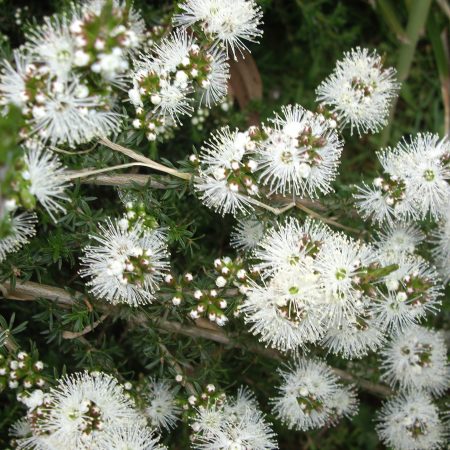 Eucalyptus occidentalis - Swamp Yate - Oz Trees - Native Plant Nursery