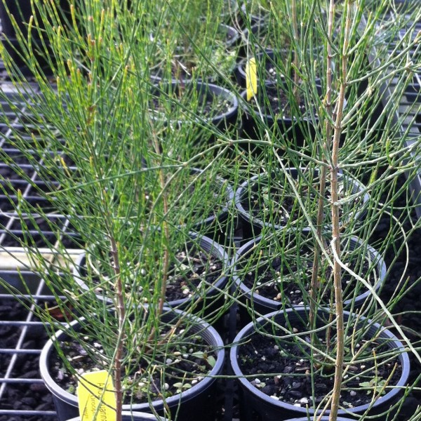 Allocasuarina verticillata - Oz Trees - Native Plant Nursery