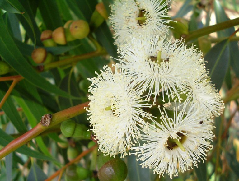 Eucalyptus gomphocephala - Oz Trees - Native Plant Nursery