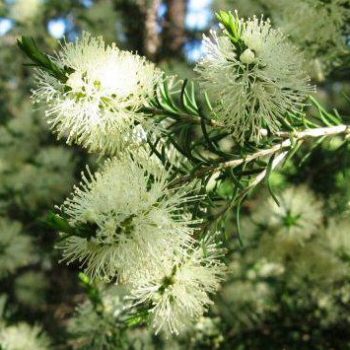 Melaleuca ericifolia - Oz Trees