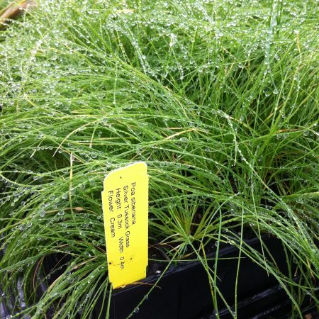 Poa labillardieri - Oz Trees - Native Plant Nursery