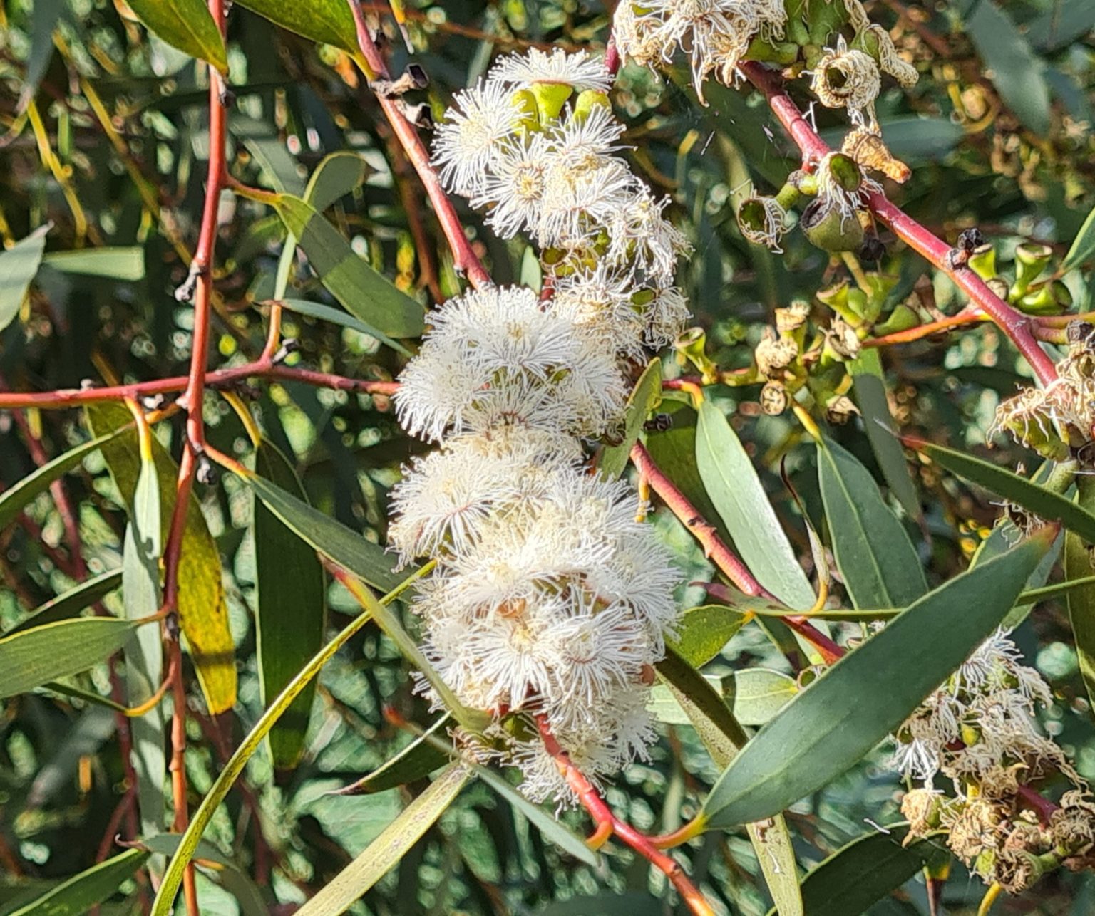 Eucalyptus gregsoniana - Oz Trees