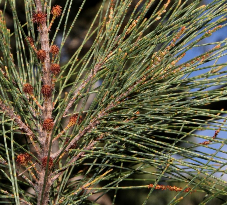 Allocasuarina littoralis - Oz Trees