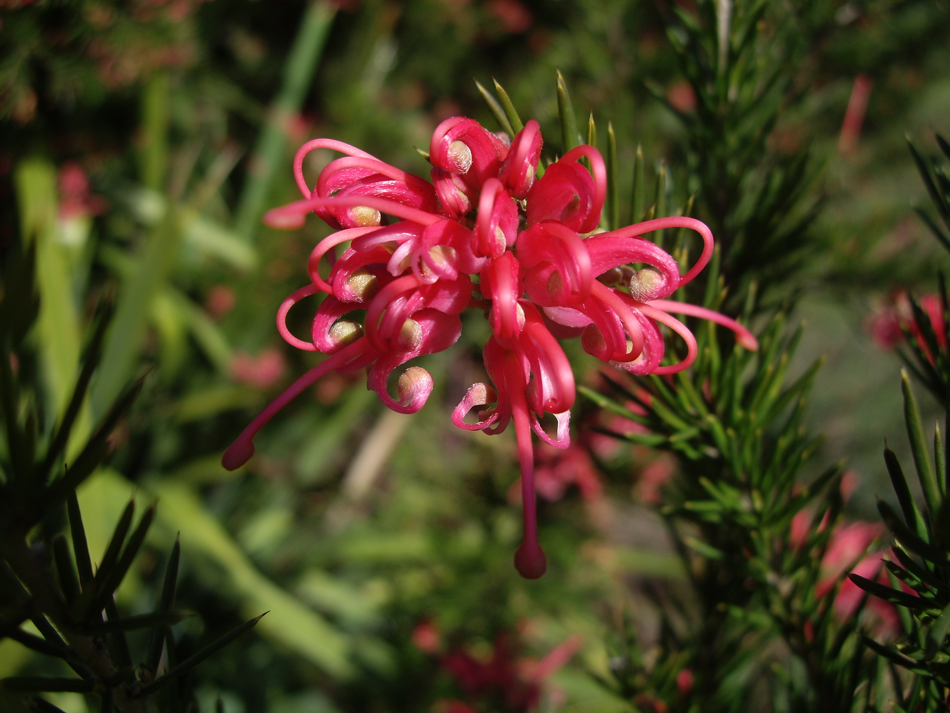 Grevillea rosmarinifolia - Rosemary Grevillea - Oz Trees - Native Plant ...