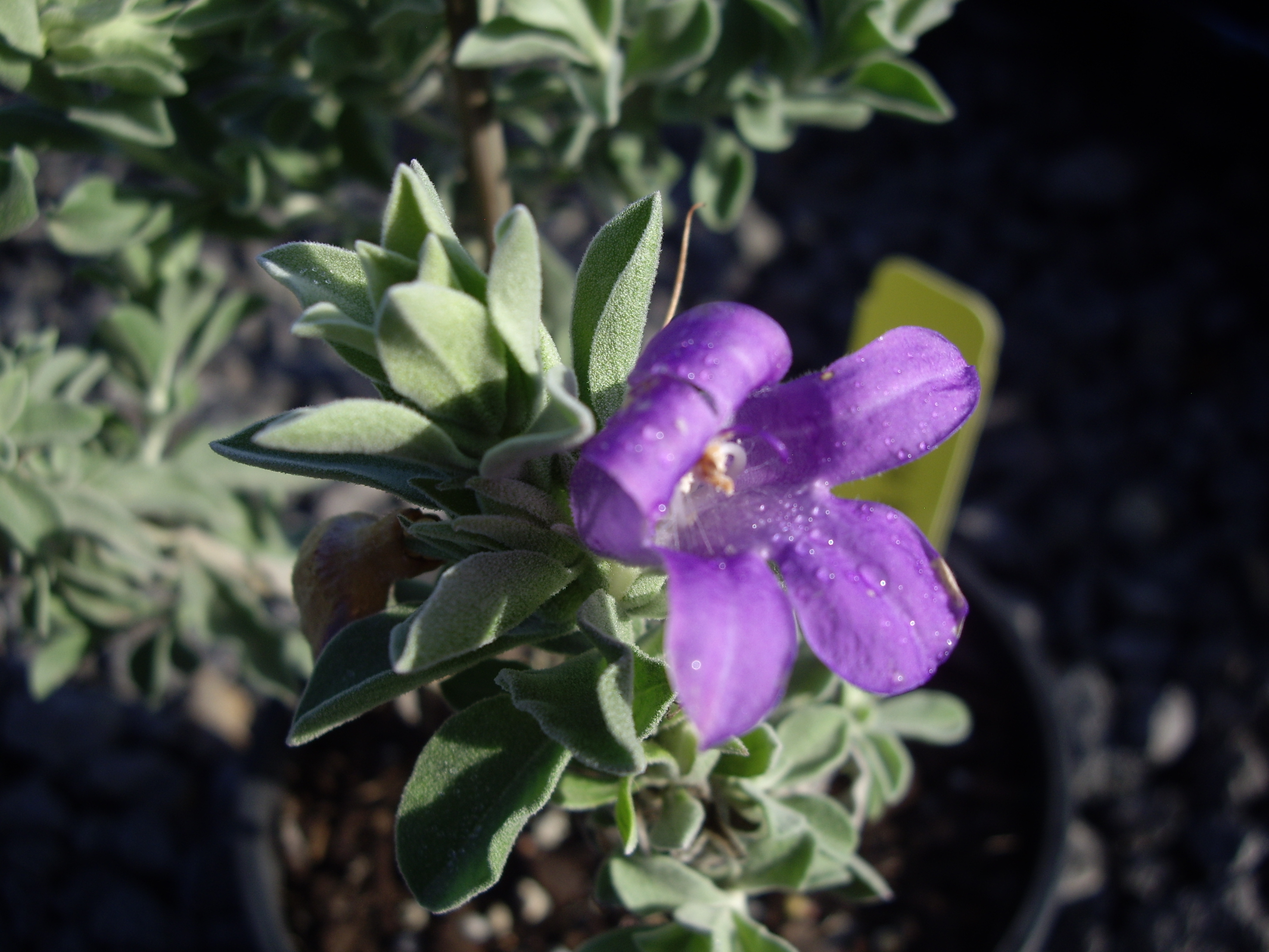 Eremophila 'Mackinlayi' - Oz Trees - Native Plant Nursery