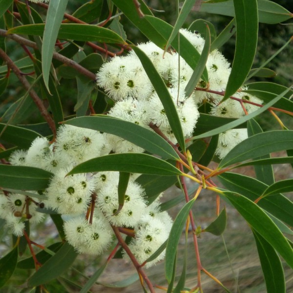 Eucalyptus bicostata - Oz Trees - Native Plant Nursery