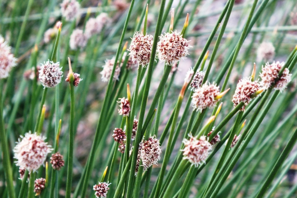 Ficinia nodosa - Knobby Club Rush - Oz Trees