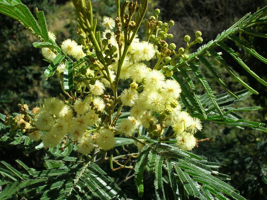 Acacia mearnsii - Oz Trees - Native Plant Nursery