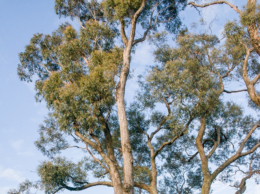 Eucalyptus aromaphloia - Creswick Apple-Box or Scent Bark - Oz Trees ...