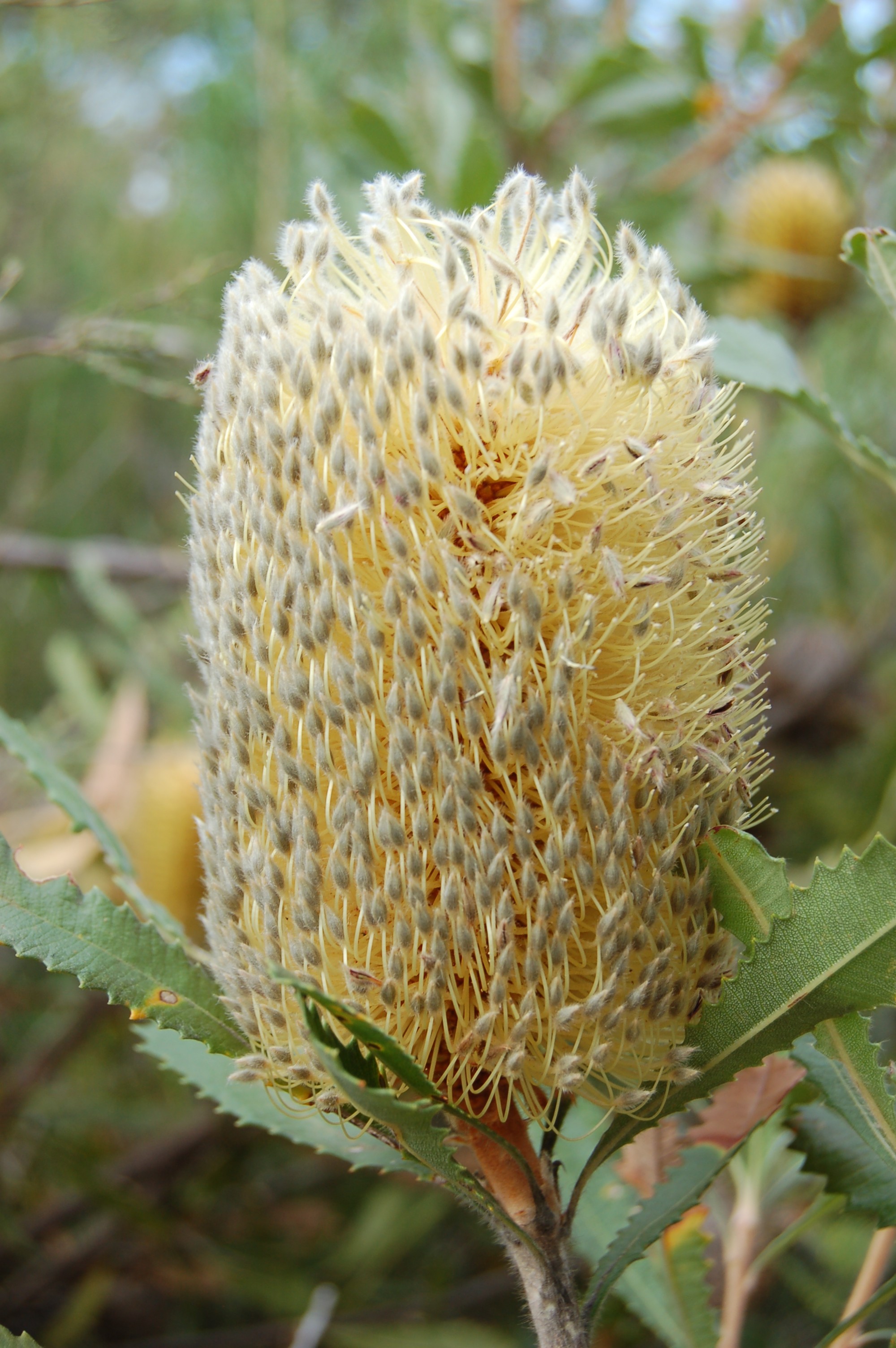 Banksia ornata - Desert Banksia - Oz Trees - Native Plant Nursery