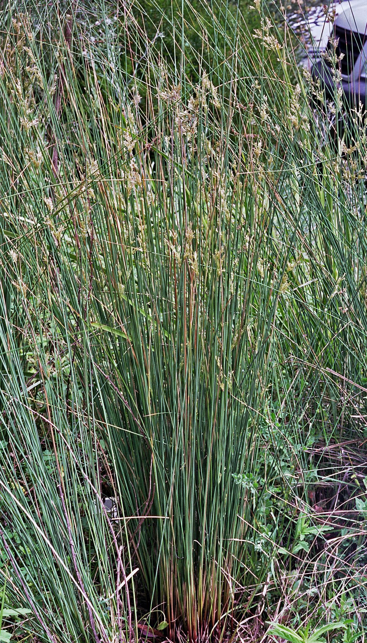 Juncus sarophorus - Broom Rush - Oz Trees